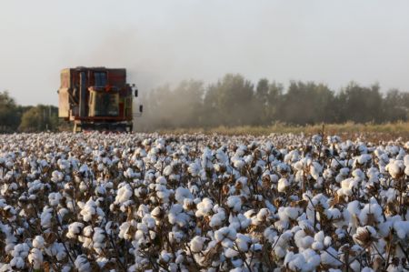 (miniature) Une ramasseuse de coton dans les champs du district de Xayar