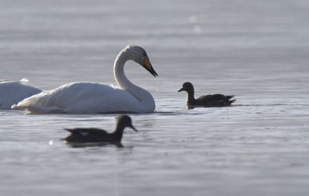 (miniature) Des cygnes passent l'hiver dans le fleuve Jaune