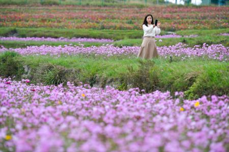 (miniature) Une touriste visite un champ de fleurs dans une base agricole globale du bourg de Qiantao de l'arrondissement de Huaxi
