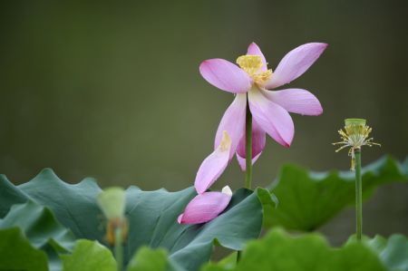 (miniature) Des fleurs de lotus dans le parc Jinshan