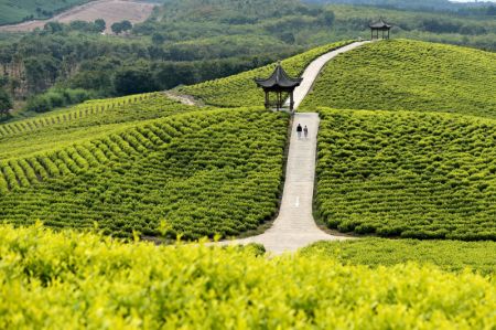 (miniature) Des gens visitent une plantation de thé dans un site touristique du district de Langxi de la ville de Xuancheng