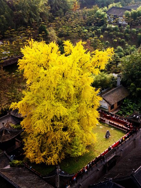 (miniature) Photo aérienne d'un vieux ginkgo dans un temple de Xi'an