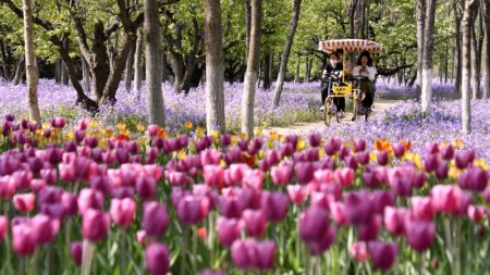 (miniature) Des touristes chinois s'amusent parmi des tulipes en fleurs dans l'arrondissement de Daxing de Beijing