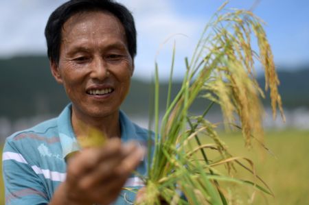 (miniature) Un agriculteur v&eacute;rifie la maturit&eacute; du riz dans le bourg de Wangcao du district de Suiyang