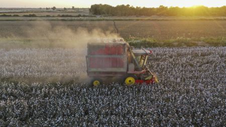 (miniature) Une ramasseuse de coton dans les champs du district de Xayar