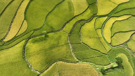 (miniature) Photo aérienne de rizières dans le village de Matou du bourg de Hefeng