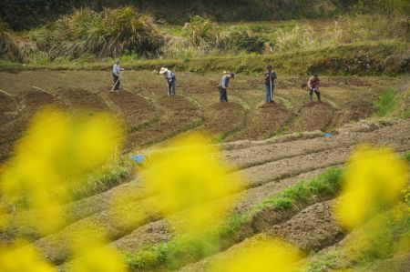 (miniature) Des villageois travaillent dans les champs d'un village à Anqing
