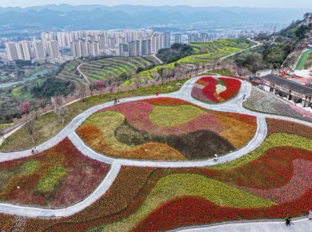 (miniature) Photo aérienne prise par un drone le 27 février 2024 montrant des tulipes en fleurs dans une zone touristique de Chongqing