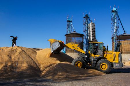 (miniature) Des ouvriers s&egrave;chent du ma&iuml;s dans la banni&egrave;re de Naiman