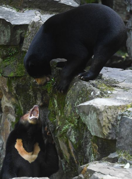 (miniature) Deux ours malais jouent au zoo de Hangzhou