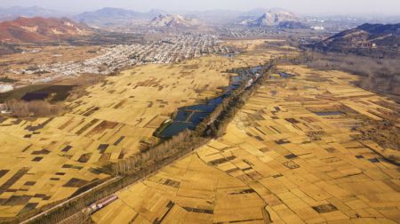 (miniature) Vue aérienne de champs de riz à Luanzhou