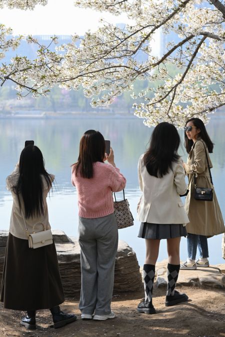 (miniature) Des visiteurs au milieu de cerisiers en fleurs au parc Yuyuantan