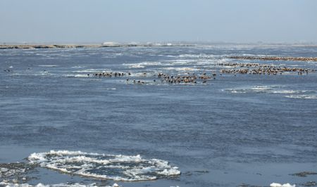 (miniature) Des oiseaux au-dessus du fleuve Jaune dans la bannière de Dalad à Erdos