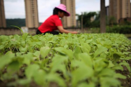 (miniature) Une villageoise enlève les mauvaises herbes dans un champ du bourg de Dongxiao