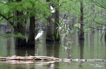 (miniature) Des oiseaux se reposent dans le parc national des terres humides du lac Chishan dans le district de Lai'an