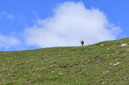 (miniature) Photo du paysage automnal du mont Laotudingzi