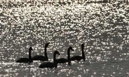 (miniature) Des cygnes passent l'hiver dans une zone humide du bourg de Dachuan