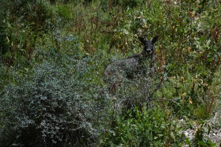 (miniature) Un caprin chinois dans une ferme forestière dans le bourg de Baizha du district de Nangqian