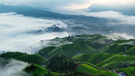 (miniature) Photo aérienne prise par un drone montrant des plantations de thé dans le bourg de Zouma du district de Hefeng