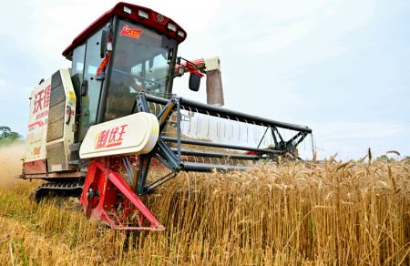 (miniature) Une moissonneuse récolte du blé dans un champ du bourg de Fangjia