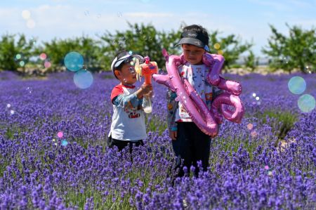 (miniature) Des enfants jouent dans un champ de lavande du district de Huocheng