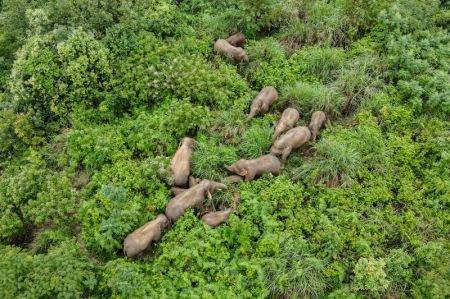 (miniature) Un troupeau d'éléphants d'Asie sauvages dans le district de Mojiang