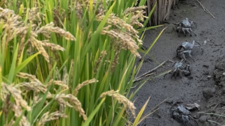 (miniature) Des crabes dans les rizi&egrave;res d'un village de la ville de Tangshan