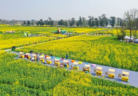 (miniature) Des touristes dans un champ de colza