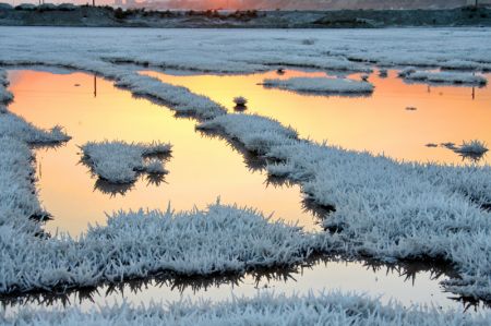 (miniature) Photo prise le 8 décembre 2022 de fleurs de mirabilite