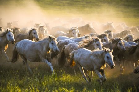 (miniature) Des chevaux galopent lors d'une démonstration culturelle dans un centre d'élevage de chevaux de la bannière occidentale d'Ujimqin de la ligue de Xilin Gol