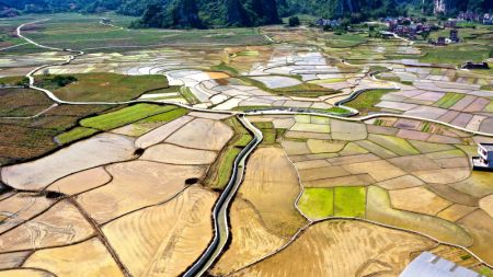 (miniature) Vue a&eacute;rienne d'une base de plantation de riz riche en s&eacute;l&eacute;nium dans le village de Longkou du district autonome Yao de Dahua