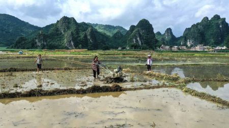 (miniature) Des agriculteurs travaillent dans un champ de riz du village de Longkou