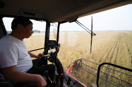 (miniature) R&eacute;colte du bl&eacute; dans le bourg de Huyang &agrave; Tanghe