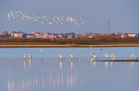 (miniature) Des oiseaux migrateurs dans la réserve nationale des zones humides Nanji du lac Poyang