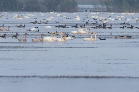 (miniature) Des cygnes et d'autres oiseaux au lac Huangpi