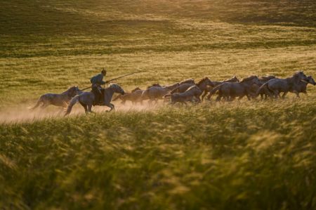 (miniature) Un berger attrape des chevaux au lasso lors d'une démonstration culturelle dans un centre d'élevage de chevaux de la bannière occidentale d'Ujimqin de la ligue de Xilin Gol