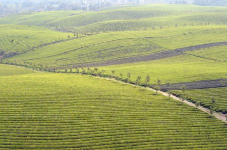 (miniature) Paysage des plantations de thé dans le bourg de Yongxing du district de Meitan