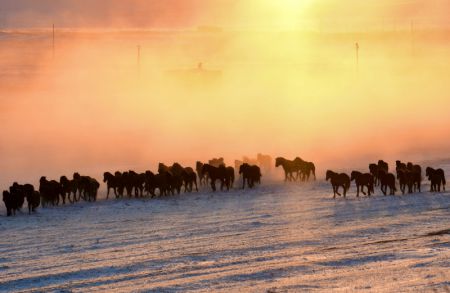 (miniature) Des chevaux galopent sur une prairie enneigée à Holingol