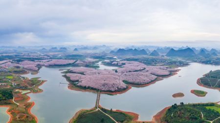 (miniature) Photo aérienne prise le 17 mars 2022 de cerisiers en fleur dans un jardin de cerisiers de la nouvelle zone de Guian à Guiyang