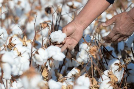 (miniature) Photo d'archives prise le 17 octobre 2020 d'un agriculteur examinant la qualité du coton dans un champ du village de Wenjiazhuang