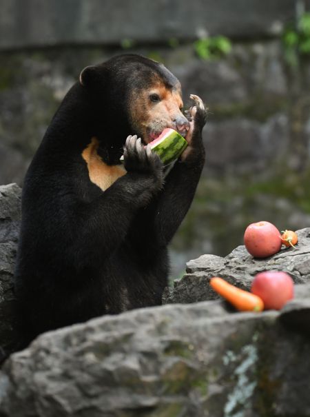(miniature) Un ours malais déguste des fruits au zoo de Hangzhou
