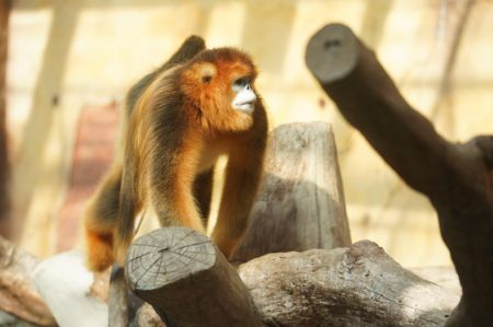 (miniature) Un singe doré au nez retroussé du Sichuan dans le parc safari forestier de Nantong