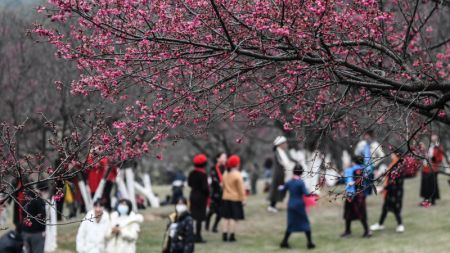 (miniature) Des touristes admirent des fleurs de cerisier dans un parc forestier à Nanning