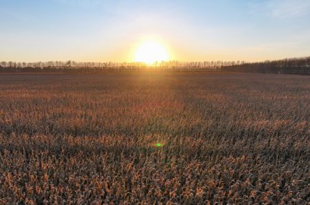 (miniature) Des champs de maïs au coucher du soleil à Zhaodong