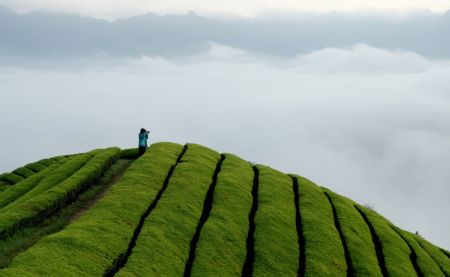 (miniature) Un touriste visite une plantation de thé dans le bourg de Zouma du district de Hefeng