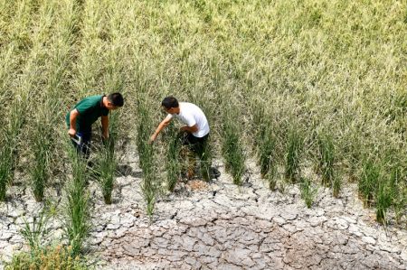 (miniature) Des fonctionnaires vérifient les dégâts provoqués par la sécheresse dans le village de Tangshan