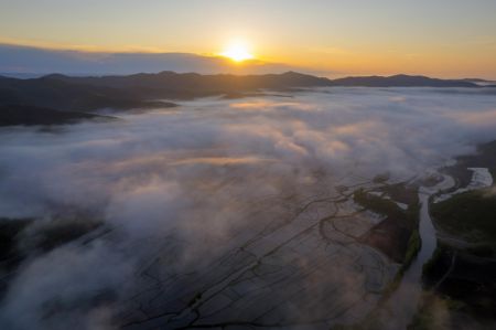 (miniature) Photo prise par un drone le 3 juin 2024 montrant le brouillard au-dessus des rizières à Hailin