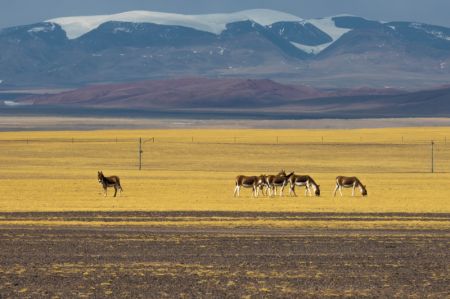 (miniature) Des ânes sauvages tibétains à Nagqu