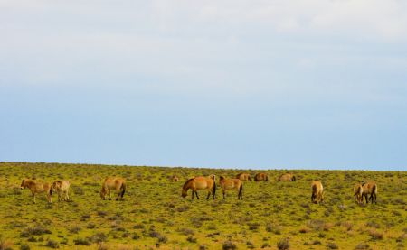 (miniature) Des chevaux de Przewalski dans la réserve naturelle de Kalamayli