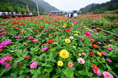 (miniature) Des zinnias dans le village de Dahong du district de Luanchuan